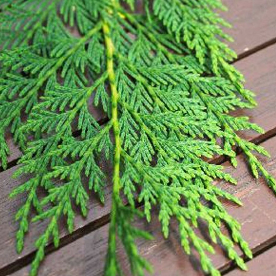 Cyprès de leyland, cupressocyparis leylandii pot de 7,5l - 40/60 cm