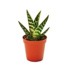 Aloe variegata - tiger aloe - petite plante en pot de 5,5 cm