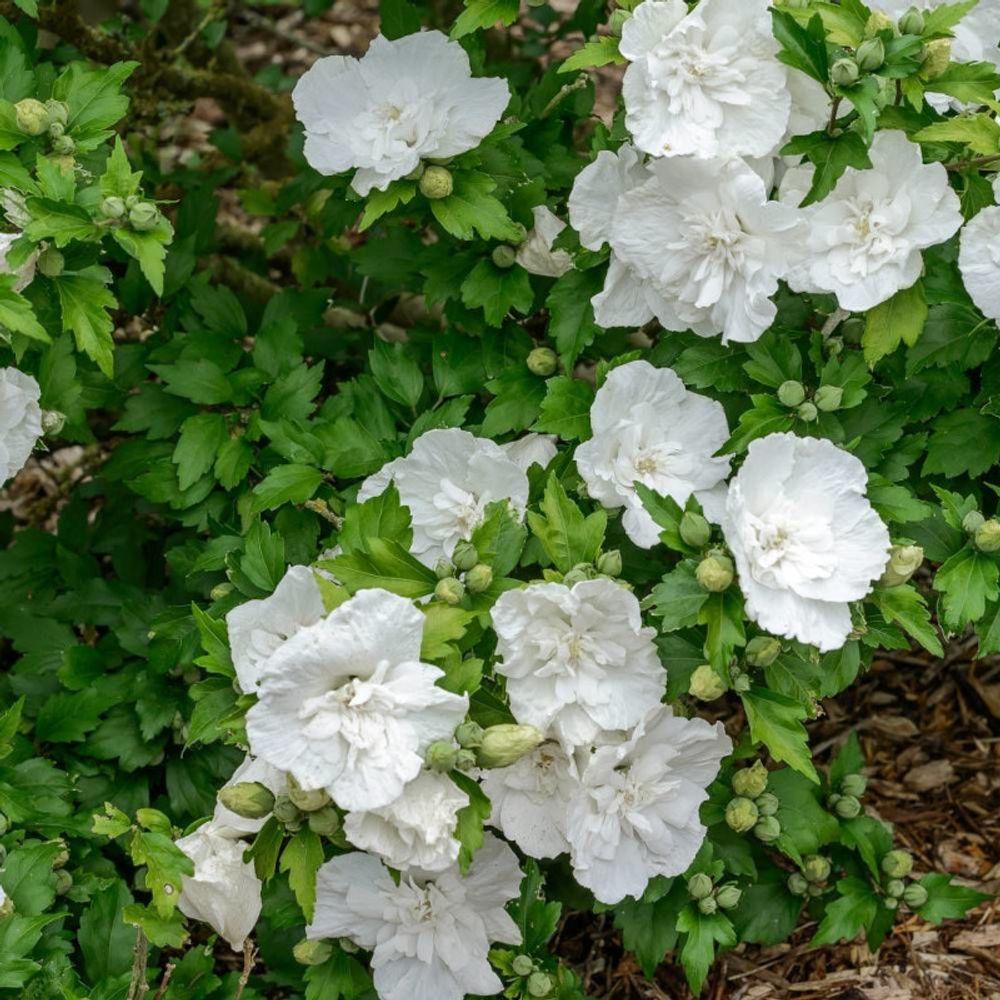 Hibiscus white chiffon® 'notwoodtwo', althéa  pot de 15l - 60/80 cm