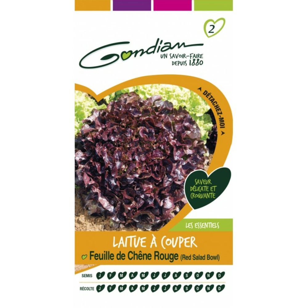 Laitue a couper feuille de chene rouge