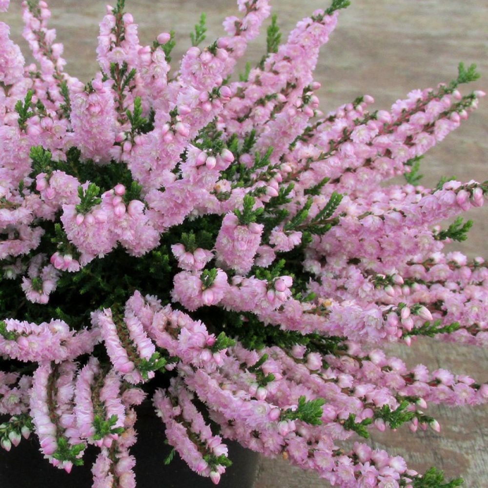 Bruyère commune, brande 'radnor' pot de 12 cm / 13 cm