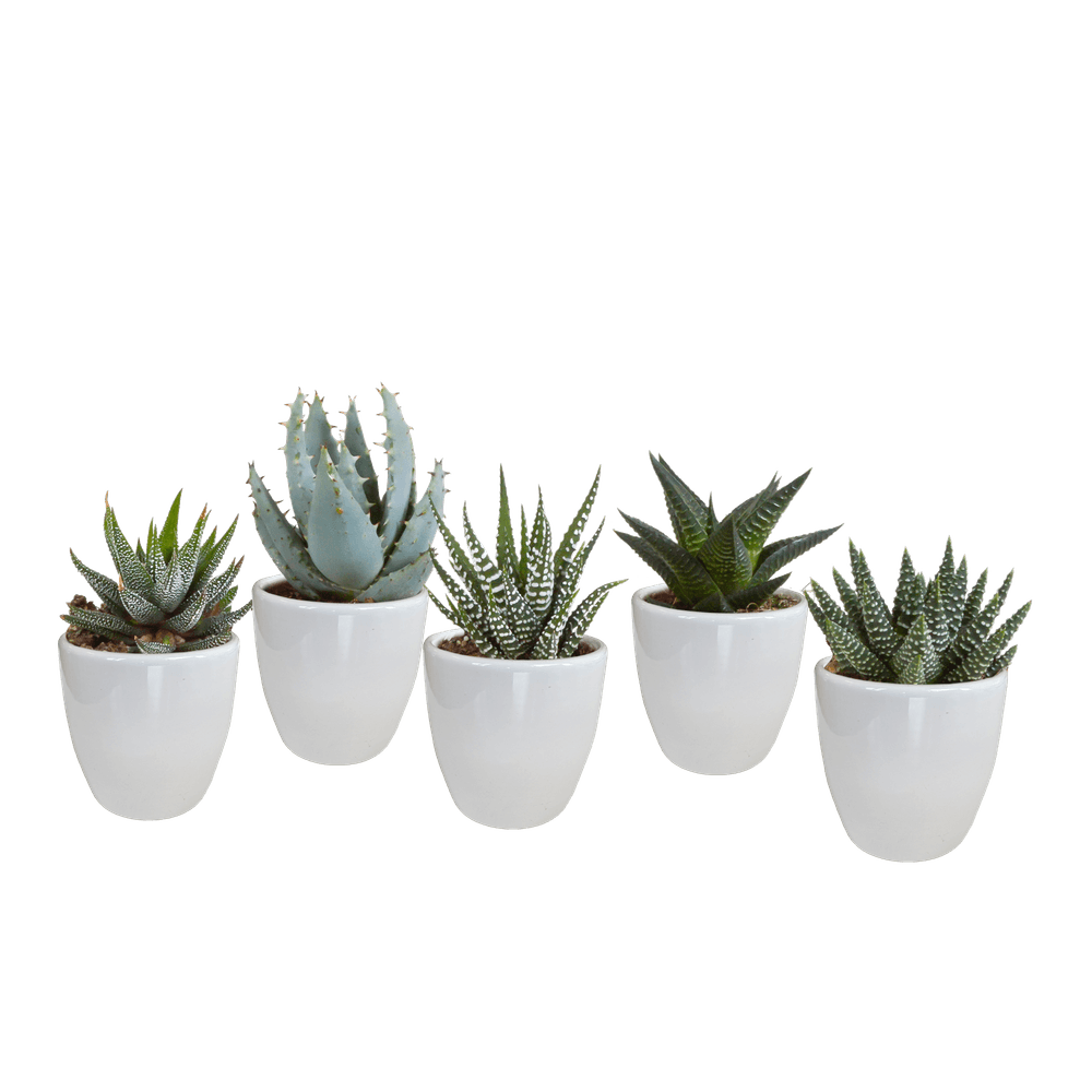 5x mélange gasteria et haworthia - en pot blanc - ø5,5cm - ↕13cm - plante d’extérieur