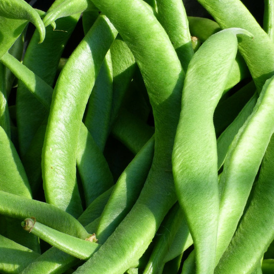 Graines de haricot nain mangetout roma 2 - vilmorin sachet