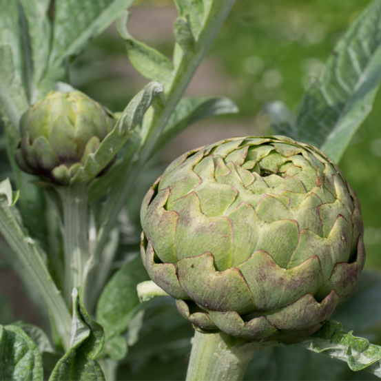 Plant artichaut vert de laon pot 1l