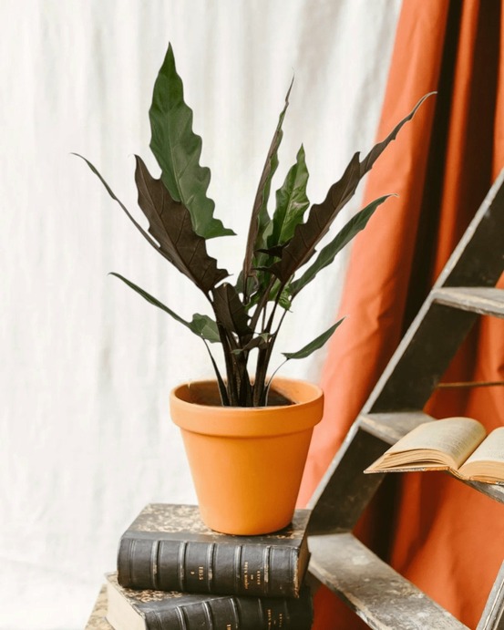 Alocasia lauterbachiana 80cm - plante d'intérieur