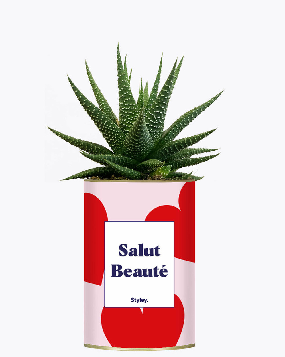 Plante personnalisée - salut beauté - plante