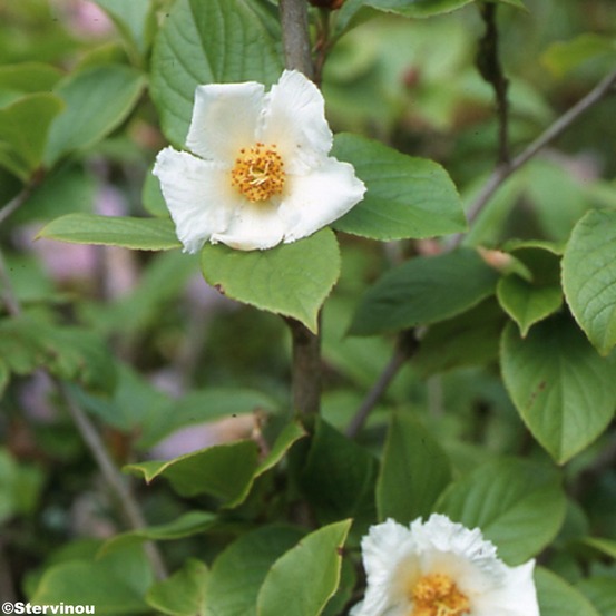 Stewartia pseudocamellia pot de 3l/4l