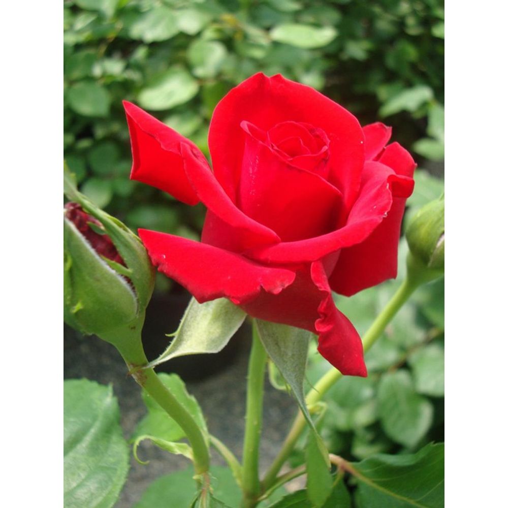 Rosier thé moderne 'grande amore' pot de 4l/5l