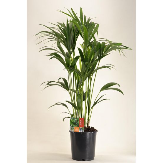 Howea forsteriana - h120 cm - ø24 cm