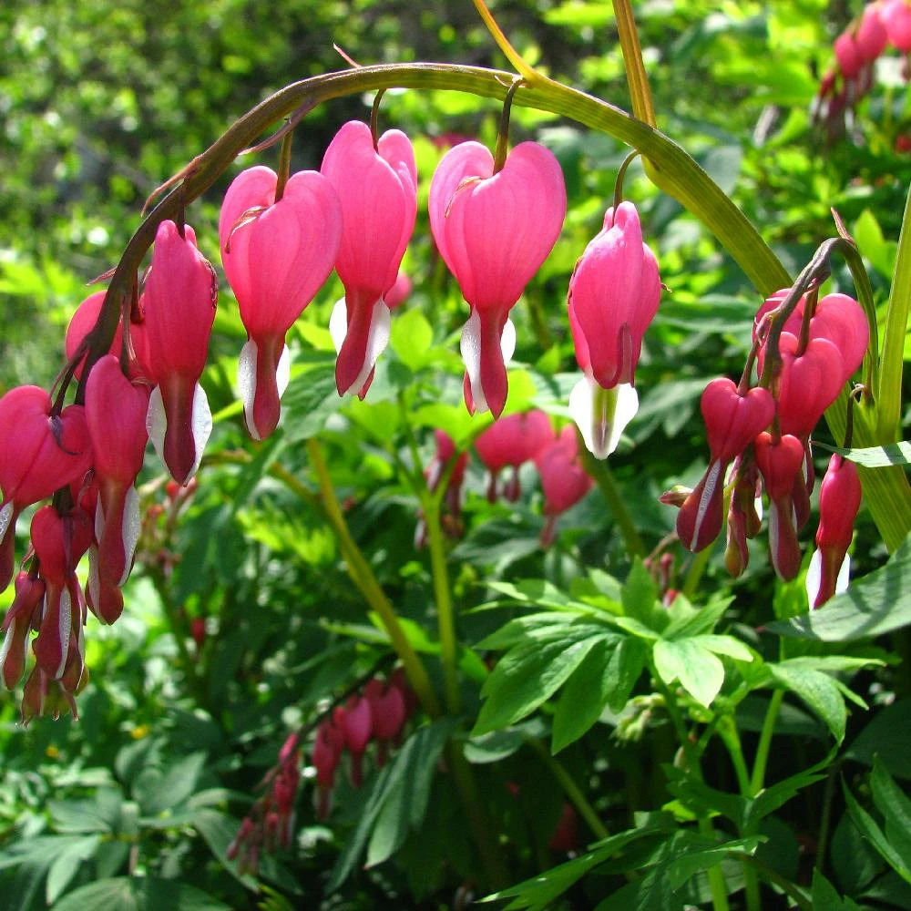 Coeur de marie, dicentra godet - 5/20 cm
