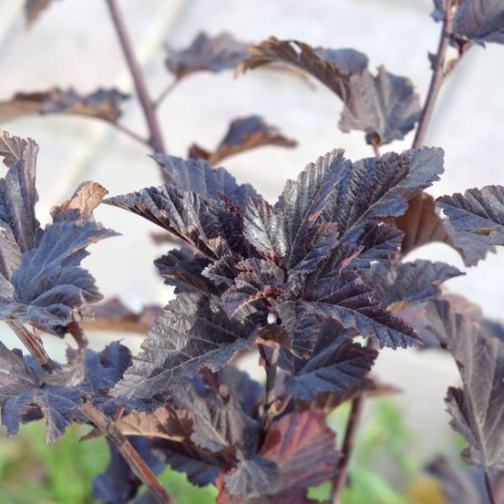 Physocarpus tiny wine®, physocarpe pot de 3l - 40/60 cm