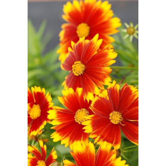 Coreopsis 'gold & bronze' - en pot de 3 litres