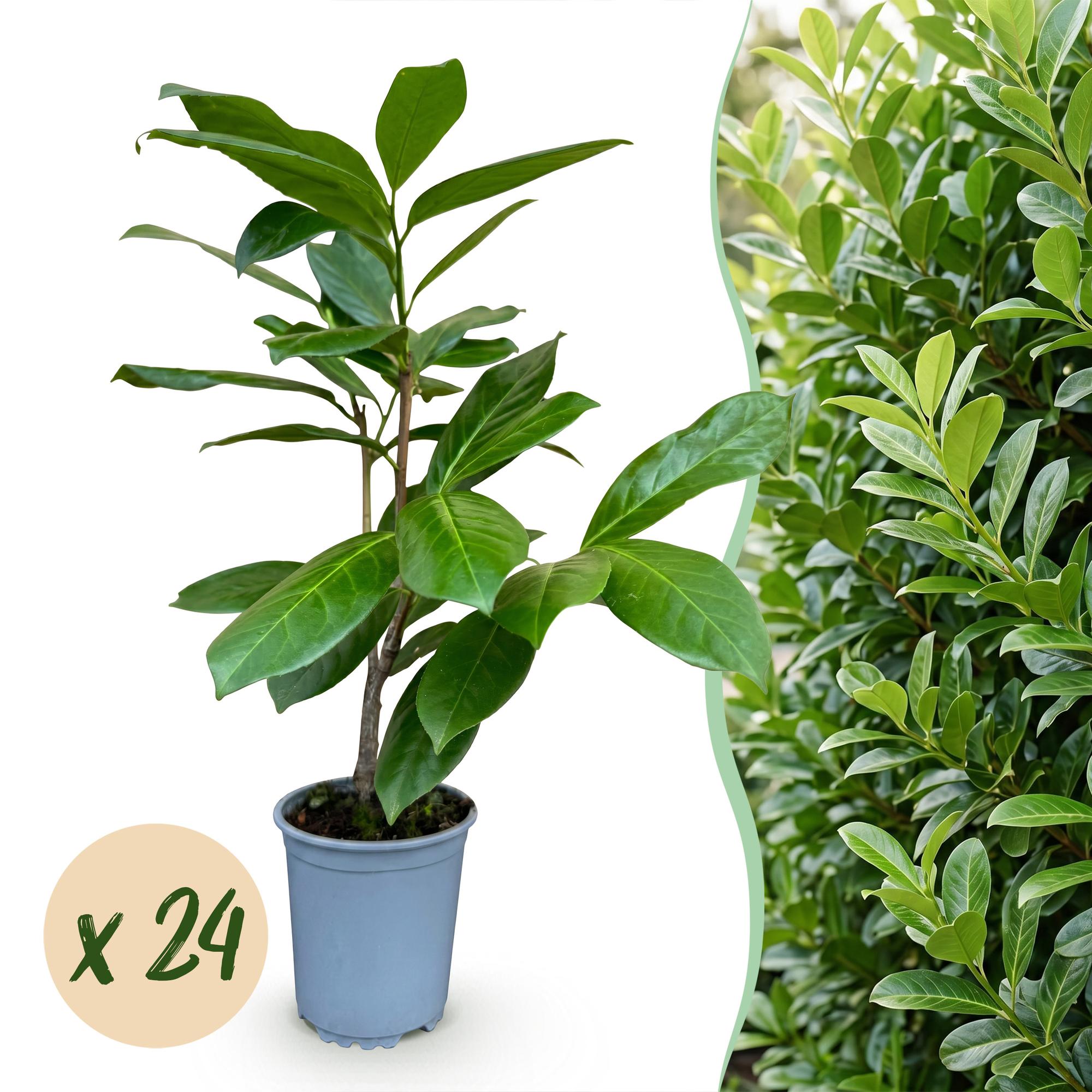 Laurier-cerise rotundifolia - lot de 24 - pot 9 cm - hauteur 25-35 cm