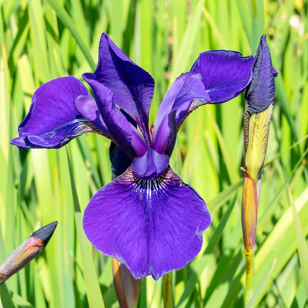 Iris de sibérie 'caesar's brother' godet de 8/9 cm