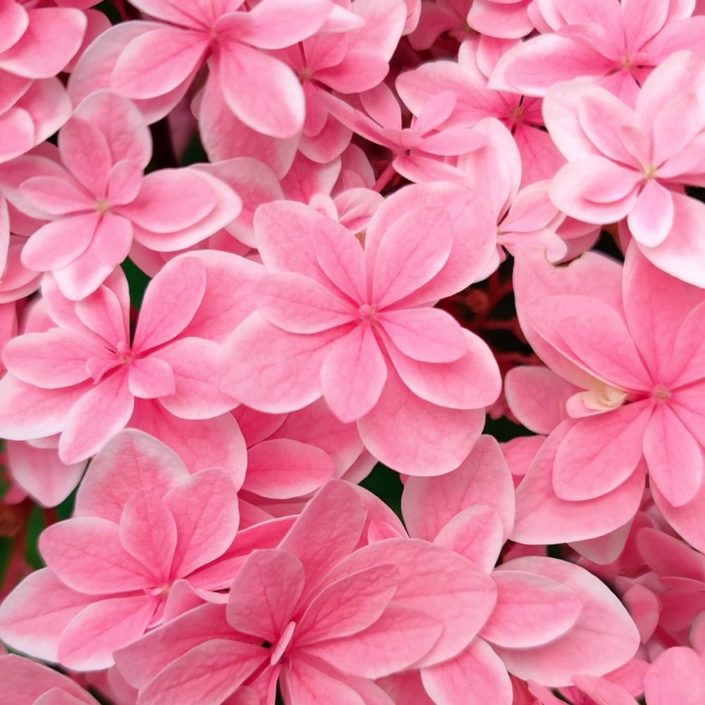 Hortensia 'tinkerbell' pot de 1,5l/2l