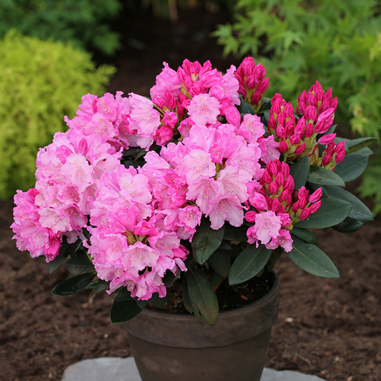 Rhododendron yakushimanum anuschka - rhododendron nain pot de 7,5l/10l, tige, tige de 80 cm
