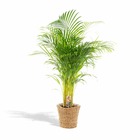Plante d'intérieur - palmier areca et son panier naturel h130cm 130cm