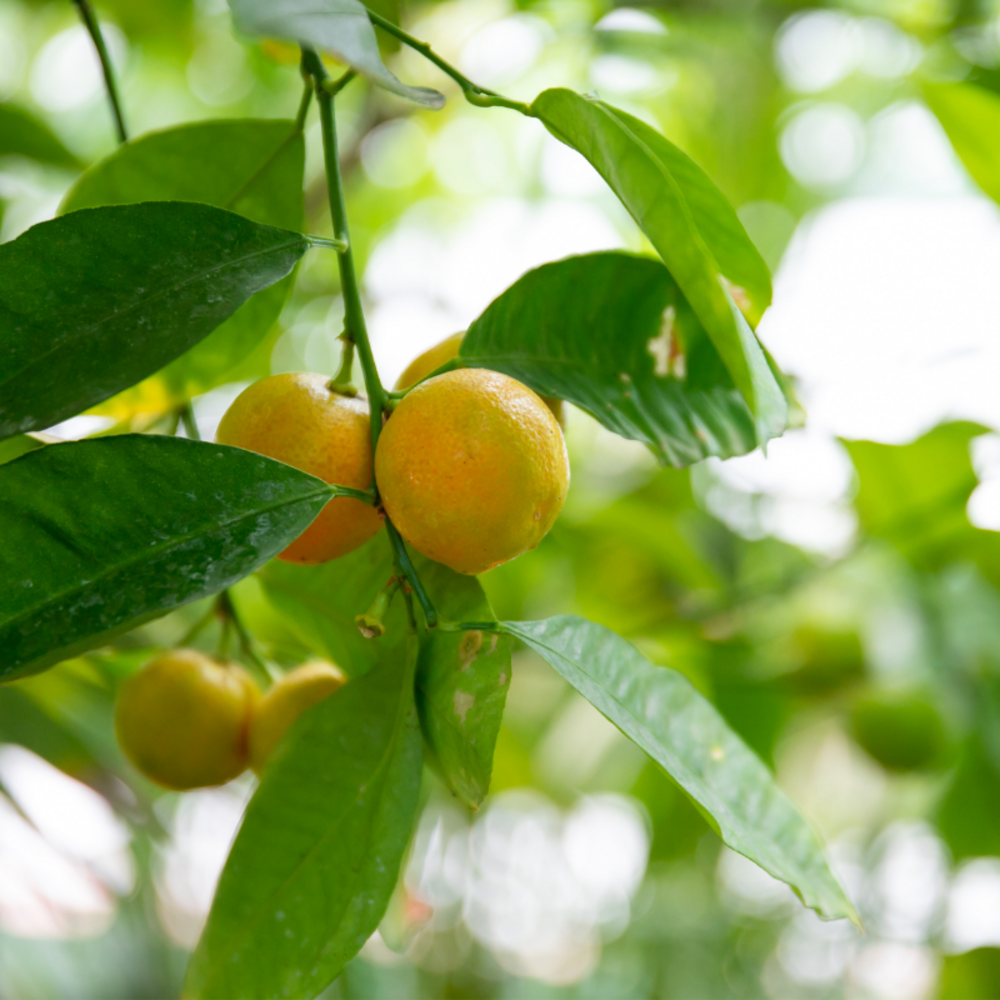 Mandarinier purscha - citrus purscha mini tige 50/60 cm pot 19cm