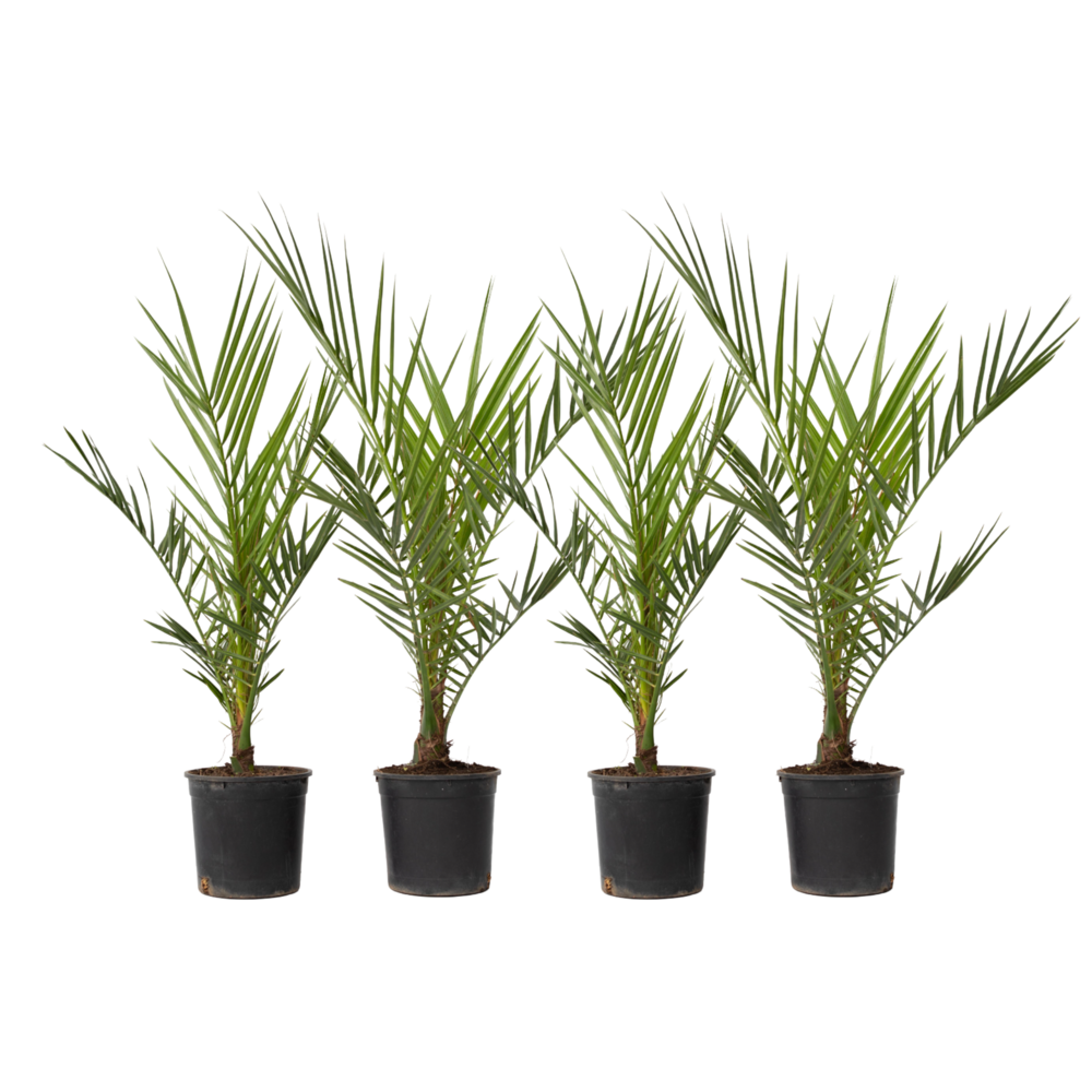 Palmier dattier des canaries - set de 4 - phoenix canariensis - h50-60cm - ⌀15cm