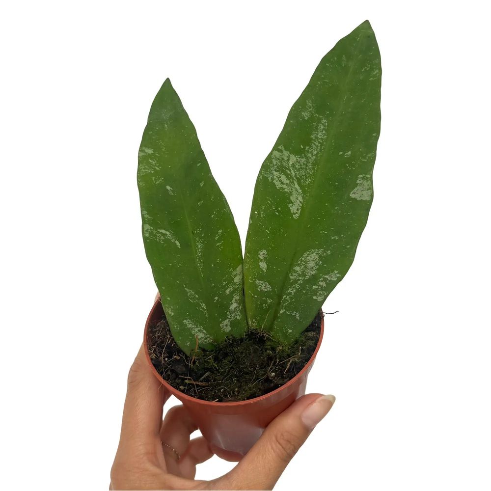 Hoya kaikoana 'splash' - pot de 8cm - plantes d'intérieur