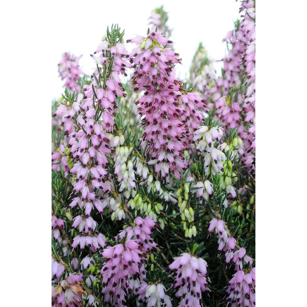 Bruyère d'hiver 'darley dale' - en pot de 5 litres