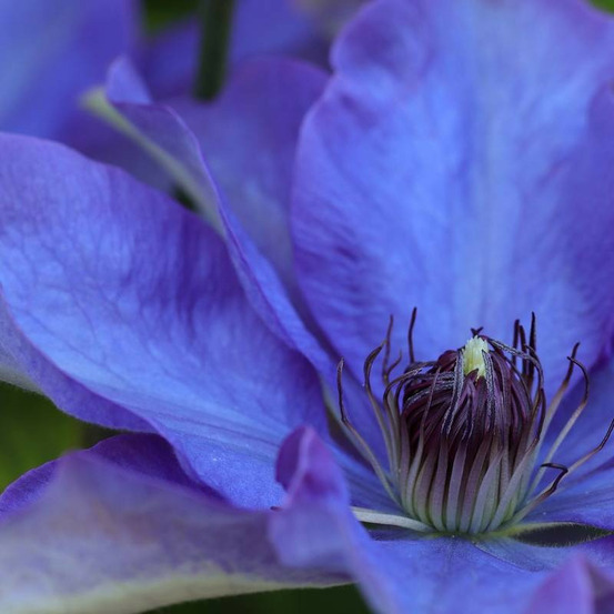 Clématite florida welcome home® 'zo24025' pot de 2l - tuteur bambou 60/90 cm