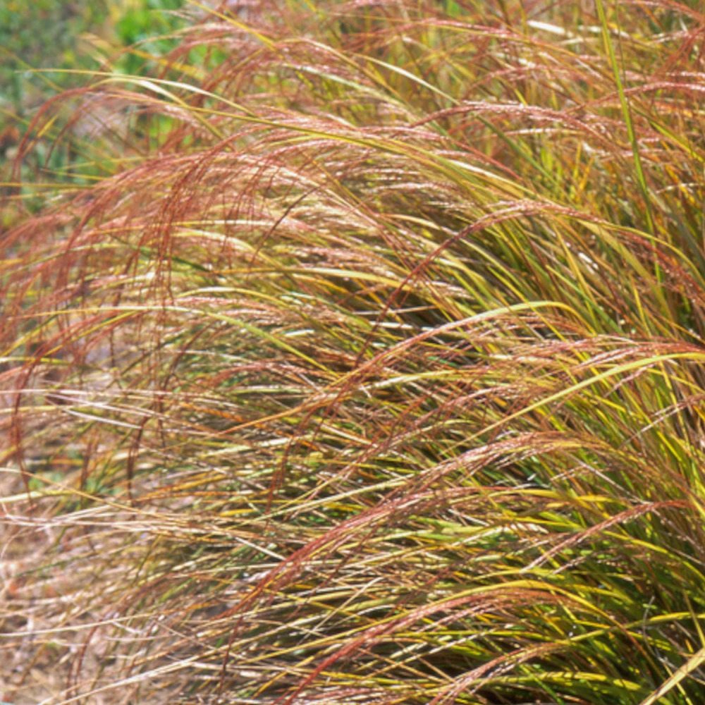 Stipa arundinacea (anemanthele lessoniana) lot de 3 godets