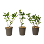 Lonicera kamtchatica - set de 3 - honeysuckle - plantes de myrtilles résistantes au froid - pot 9cm - hauteur 25-40cm