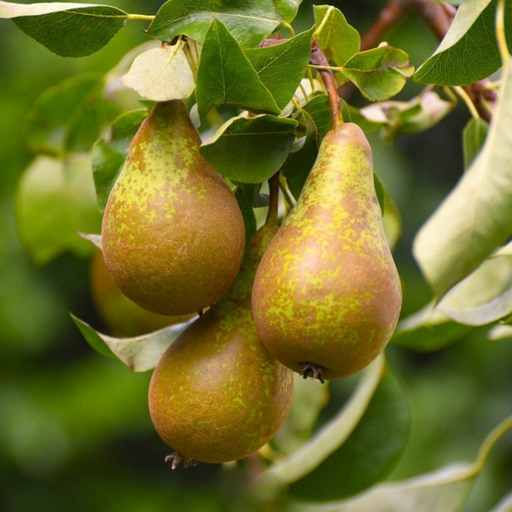 Poirier 'conférence' (pyrus communis 'conférence')