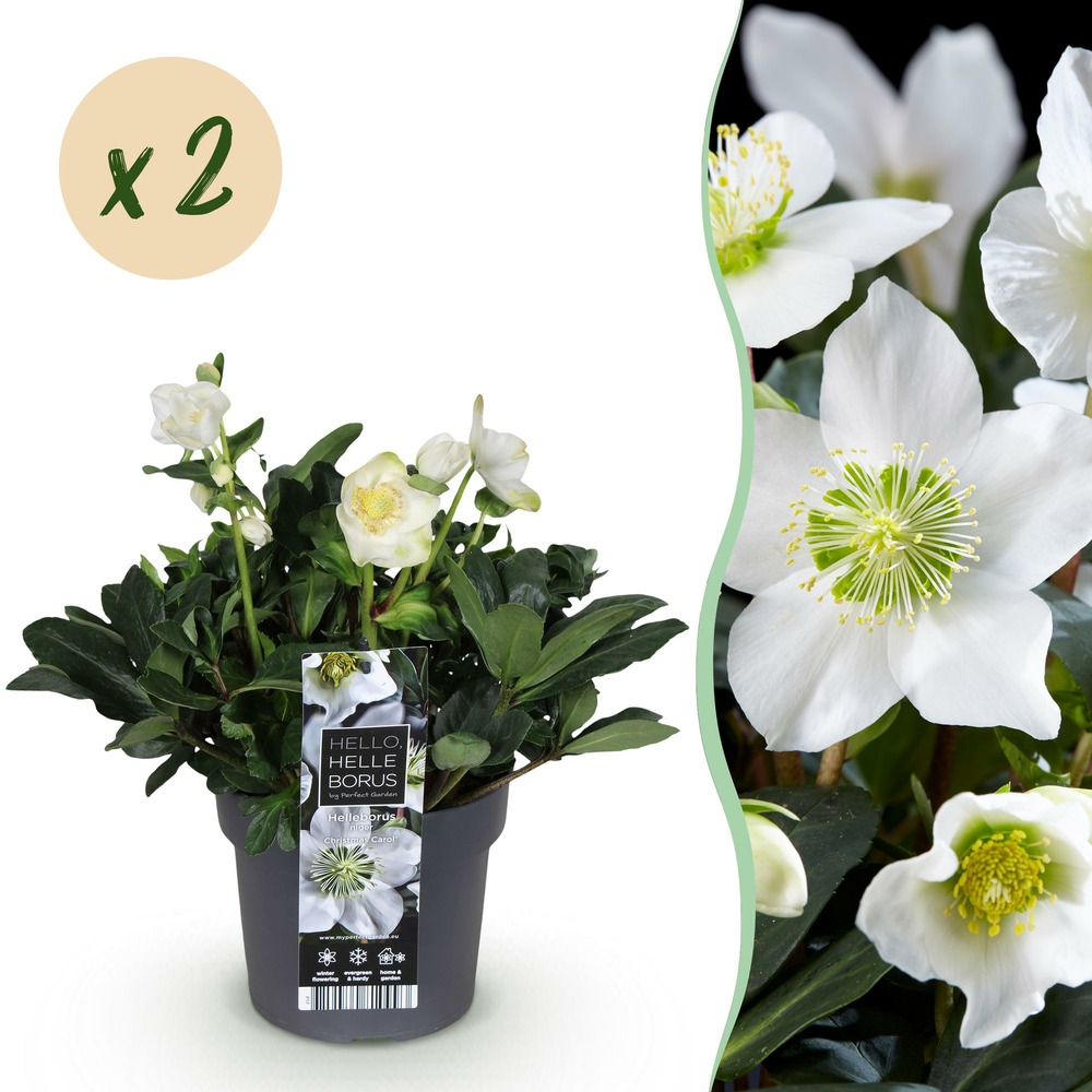 Hellébore christmas carol – lot de 2 – pot 17 cm