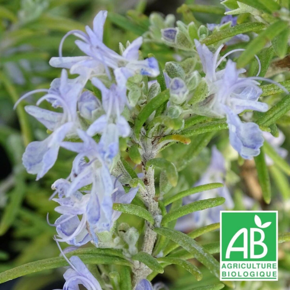 Romarin primley blue - sans traitement godet - 5/20 cm