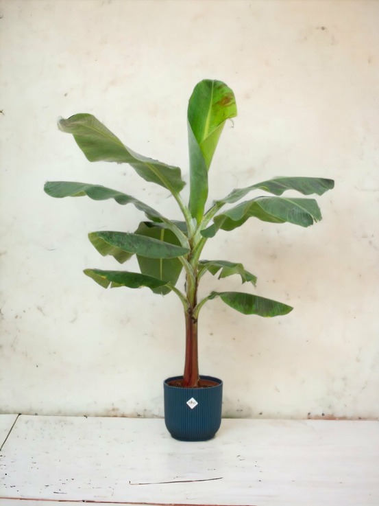 Bananier musa 100cm et son pot bleu foncé - hauteur 100cm