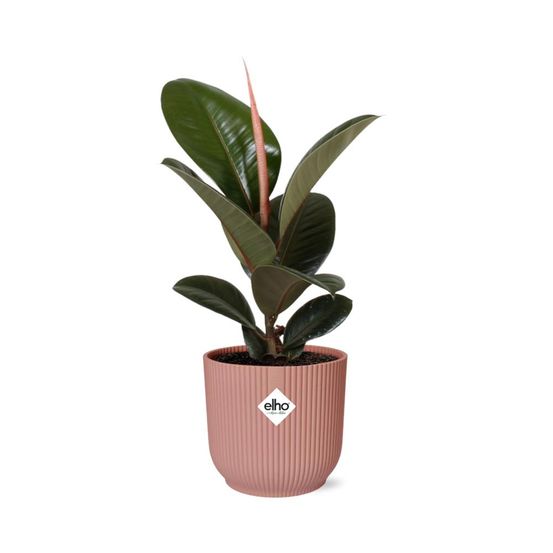 Ficus elastica ‘robusta’ 14cm rose