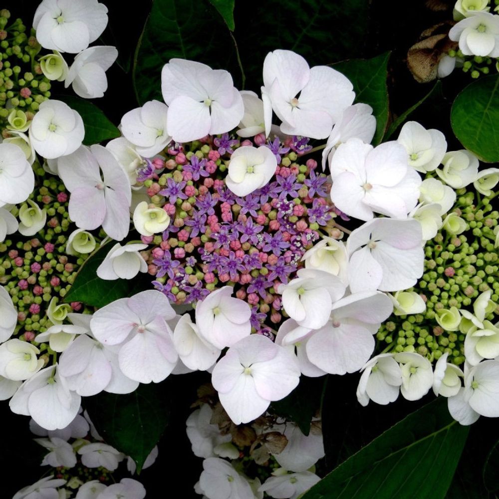 Hortensia arbustif mauvette pot de 1,5l - tuteur bambou 30/60 cm