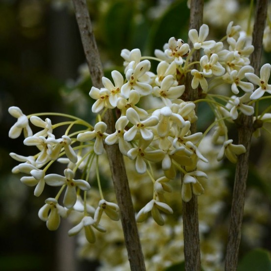 Osmanthe de burkwood - osmanthus xburkwoodii en pot 3l 80/100cm