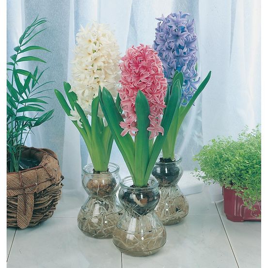 Vase à jacinthes - la pièce