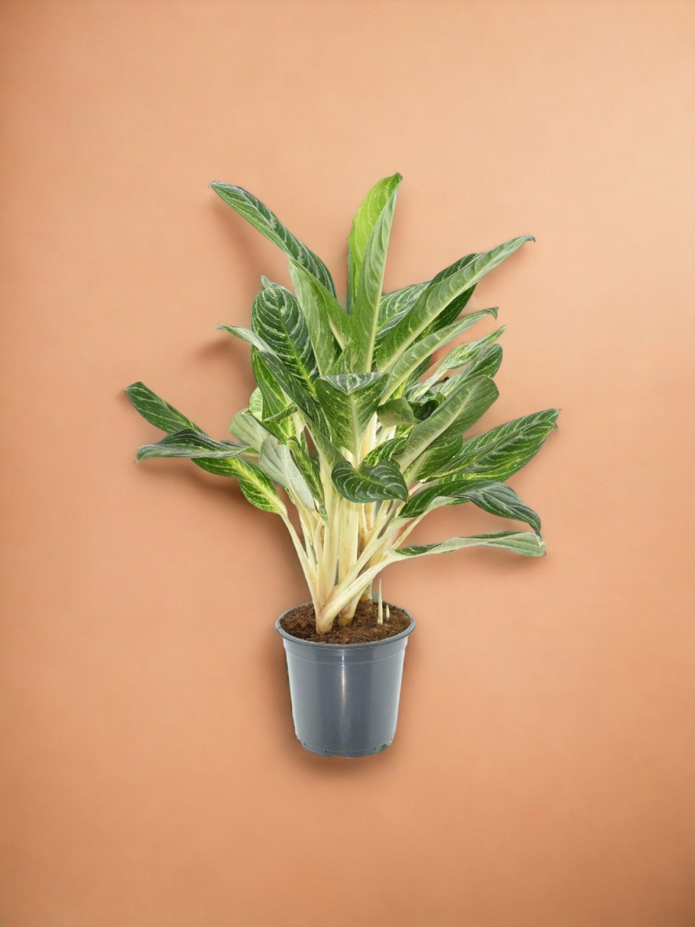 Aglaonema keylime