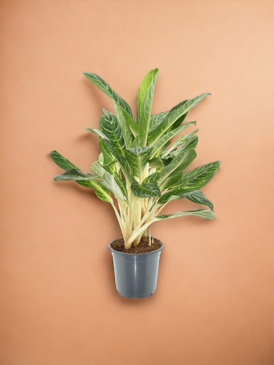 Aglaonema keylime