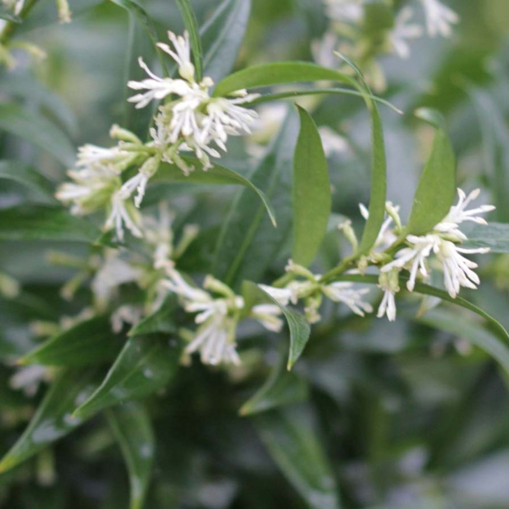 Sarcococca 'dragons gate' godet de 8/9 cm