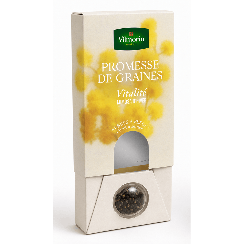 Mimosa d'hiver - vitalité