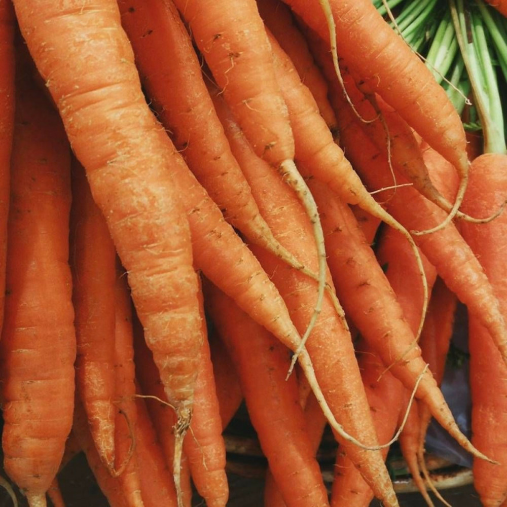 Graines de carotte chantenay à coeur rouge 2 - prix malin sachet