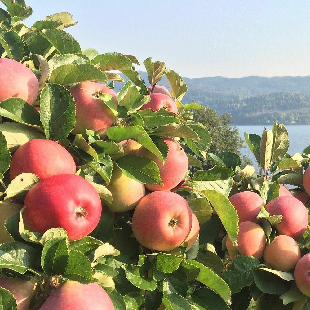 Pommier régali® 'delkistar' pot de 20l - double u