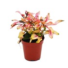 Mini-plante - alternanthera dentata - manteau de joseph - feuille de perroquet - petite plante en pot de 5,5 cm