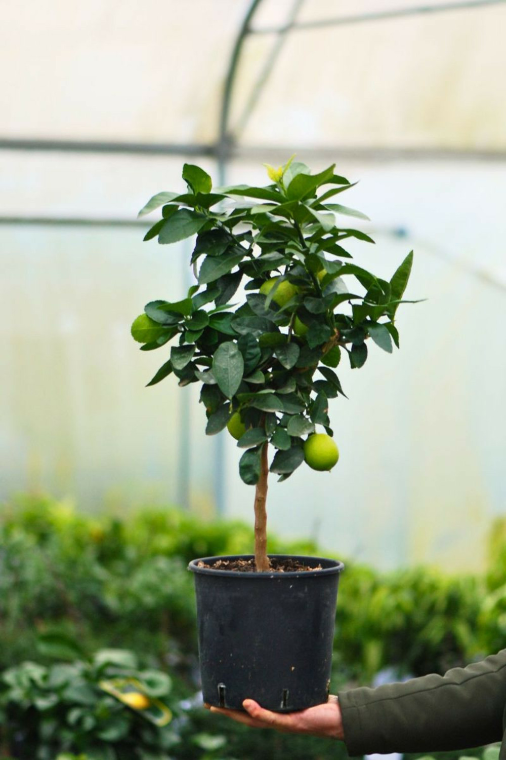 Bergamotier ou citronnier bergamote - en pot de 5 litres