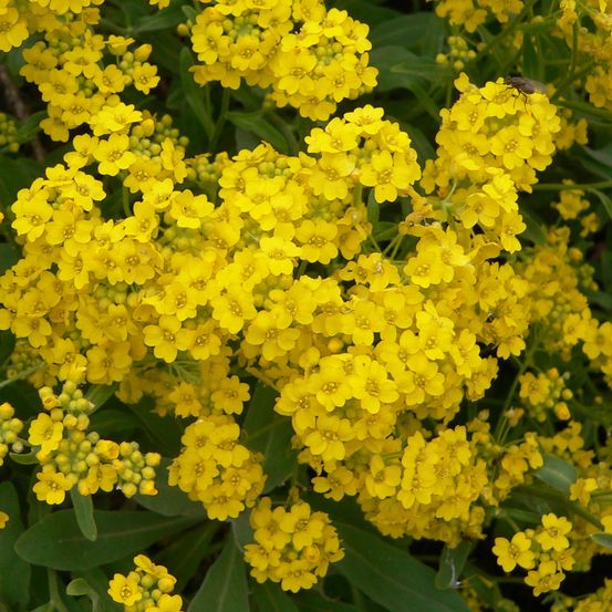 Corbeille d'or, alysse des rochers 'goldkugel' pot de 2l/3l