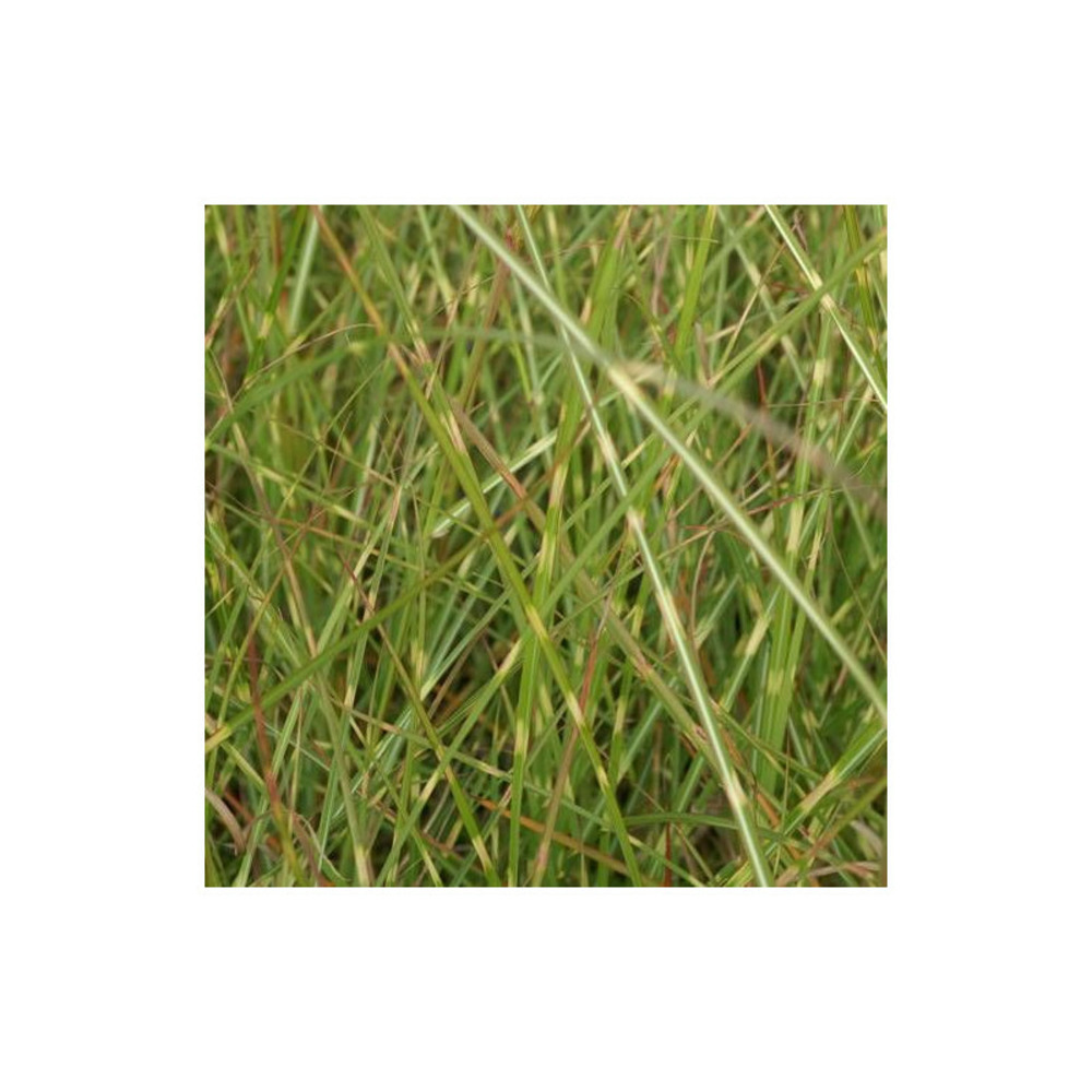 Miscanthus, roseau de chine etincelle lot de 5 godets