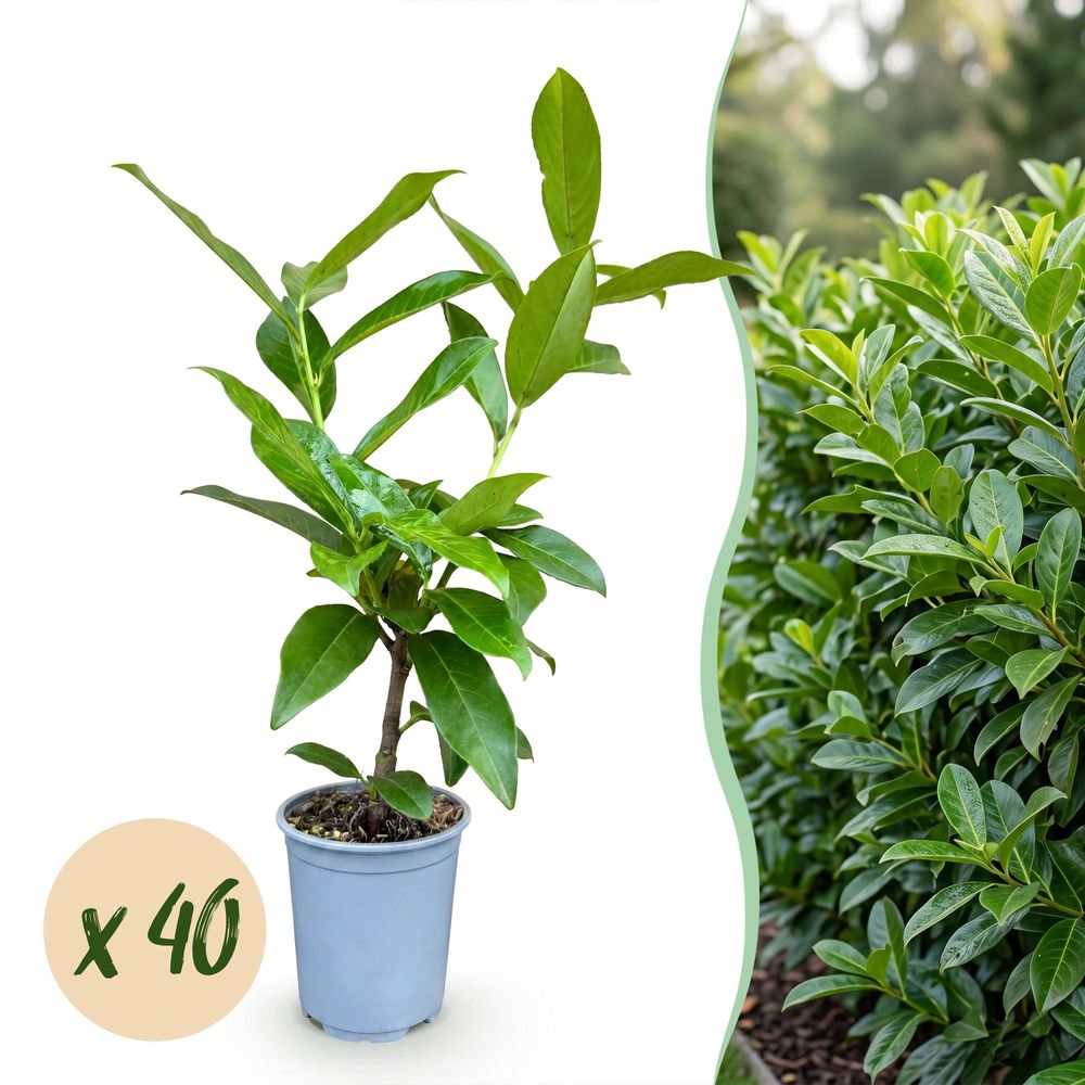 Laurier-cerise novita - lot de 40 - pot 9 cm - hauteur 25-35 cm - plante d'extérieur