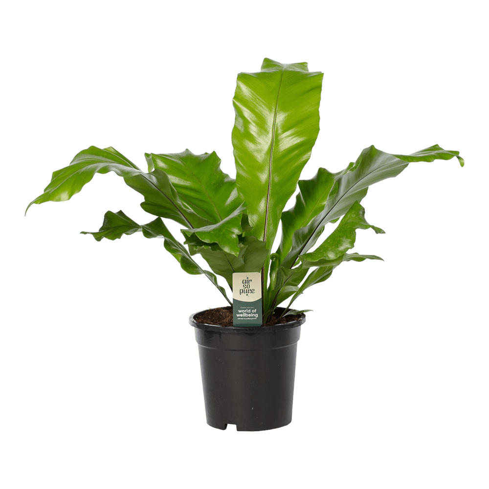 Truffaut Plante Dintrieurnull
