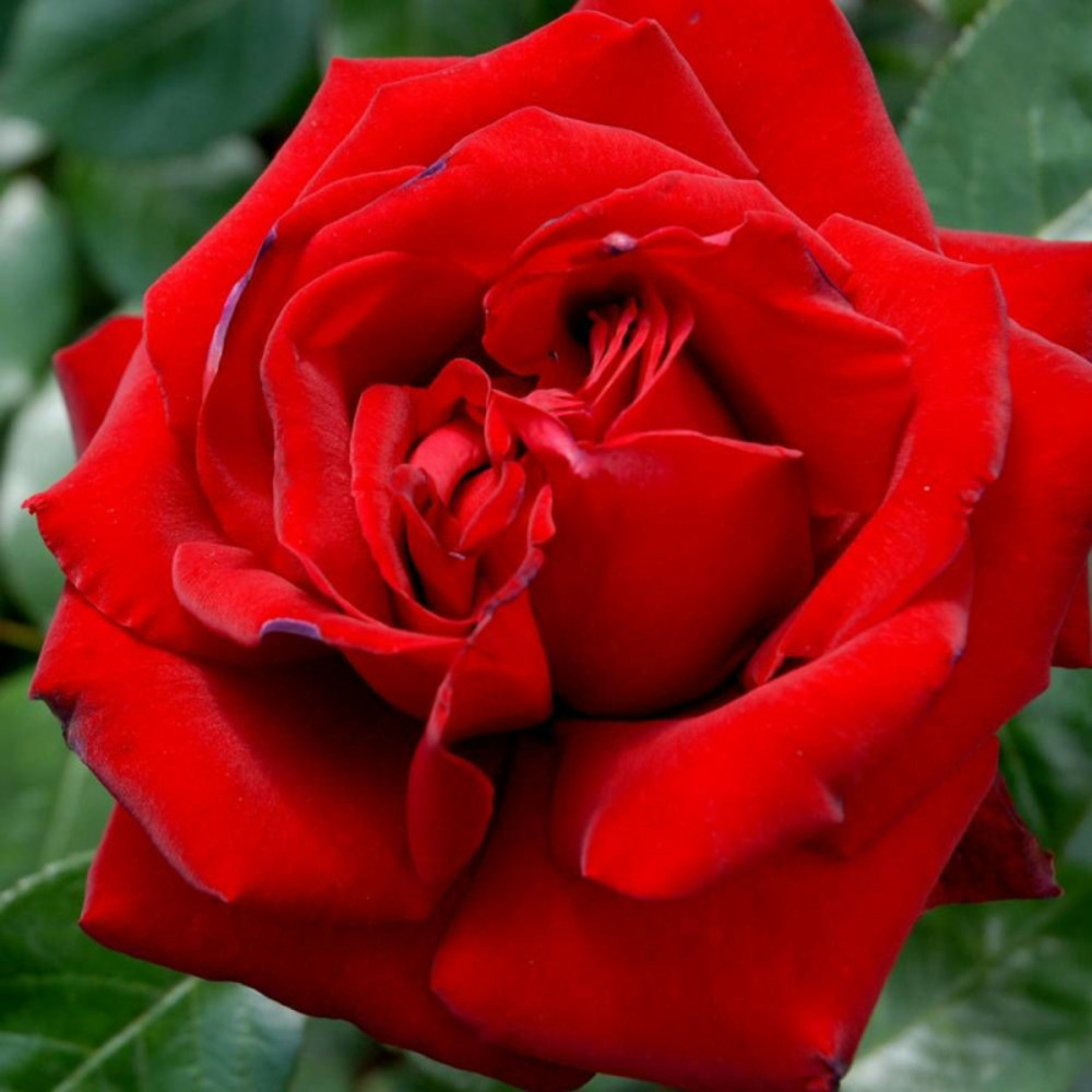 Rosier arbustif ingrid bergman® 'poulman' pot de 3l - 20/40 cm