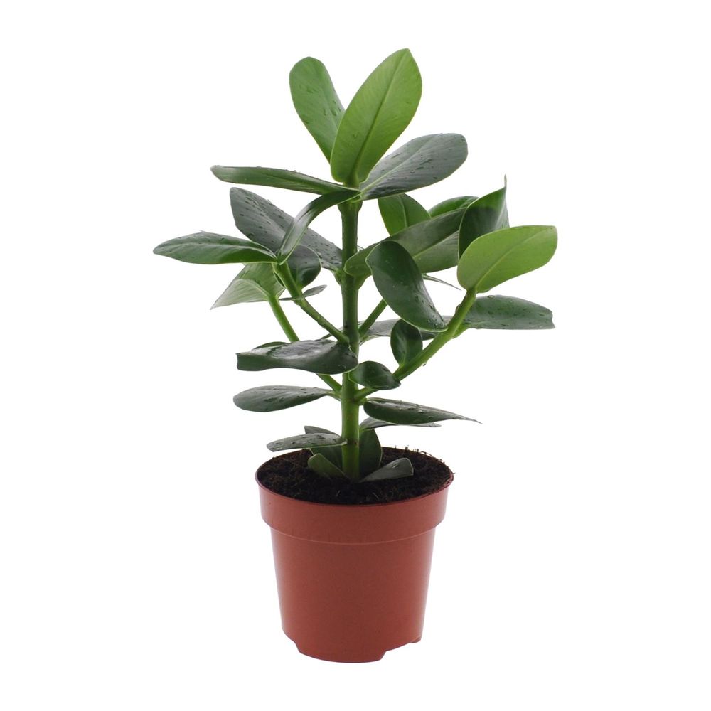 Clusia rosea princess - ø12cm - ↕15cm - plantes d'intérieur